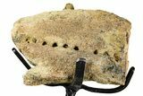 Hadrosaur (Edmontosaurus) Jaw Section with Teeth - Wyoming #377658-1